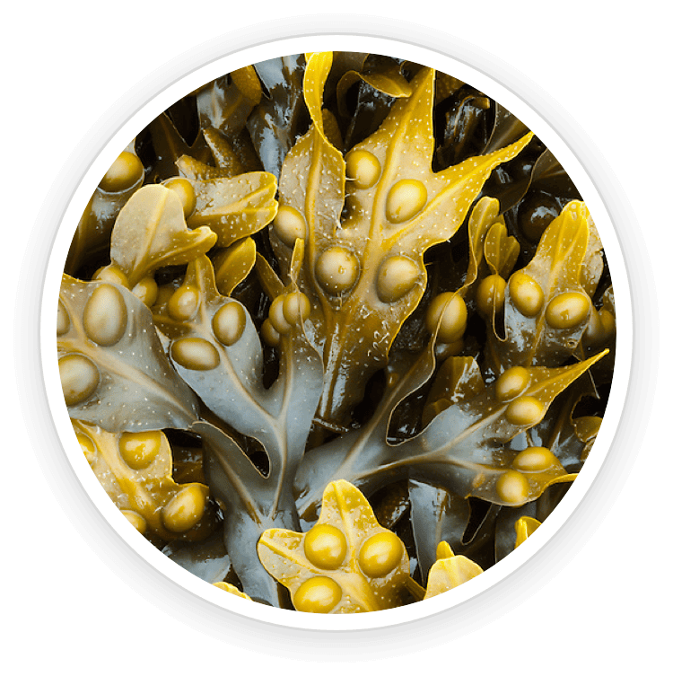 Bladderwrack Powder