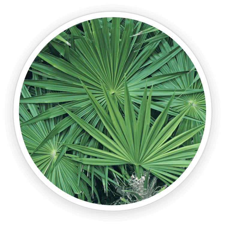 Saw Palmetto