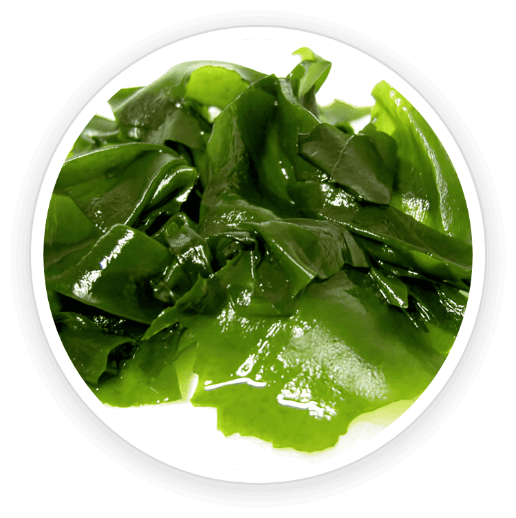 Wakame Extract